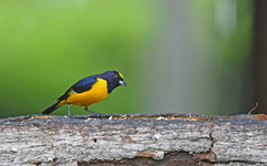 Euphonia concinna