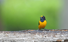 Euphonia concinna
