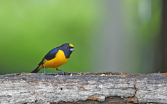 Euphonia concinna