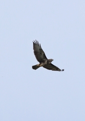 Buteo buteo