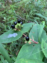 Hypericum androsaemum