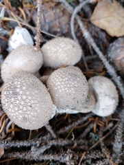 Lycoperdon