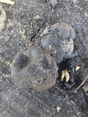 Daldinia childiae