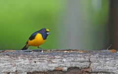 Euphonia concinna