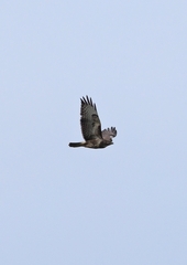 Buteo buteo