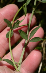 Indigofera complanata
