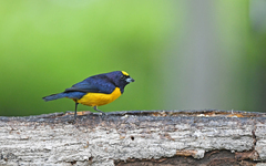 Euphonia concinna