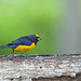Velvet-fronted Euphonia - Photo (c) Christoph Moning, some rights reserved (CC BY), uploaded by Christoph Moning