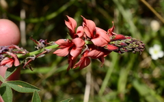 Indigofera complanata