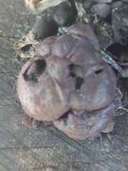 Daldinia childiae