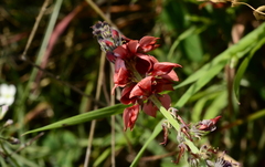 Indigofera complanata