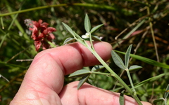 Indigofera complanata