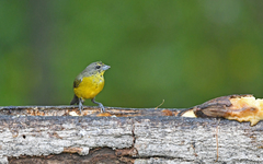 Euphonia concinna