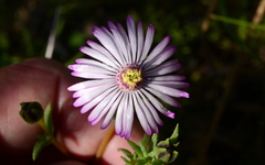 Lampranthus scaber