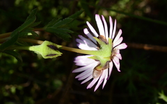 Lampranthus scaber