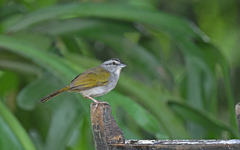 Arremonops conirostris