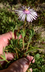 Lampranthus scaber