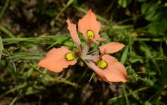 Moraea papilionacea