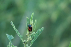 Calligrapha serpentina