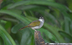 Arremonops conirostris