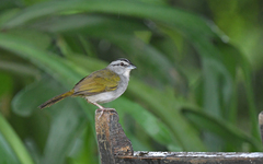 Arremonops conirostris