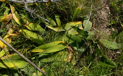 Haemanthus coccineus