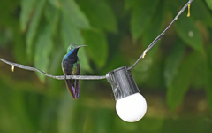 Anthracothorax nigricollis