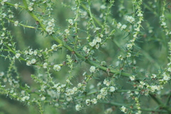 Salsola kali