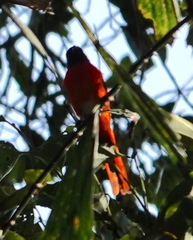 Pericrocotus solaris