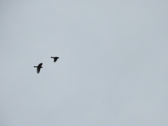 Turdus pilaris