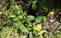 Haemanthus coccineus