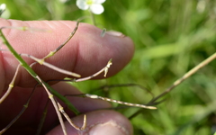 Heliophila acuminata