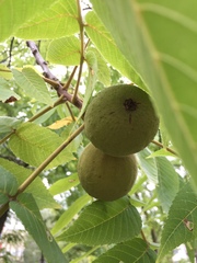 Juglans nigra