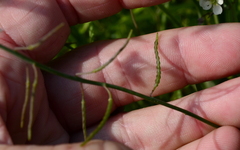 Heliophila acuminata