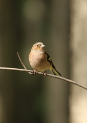 Fringilla coelebs