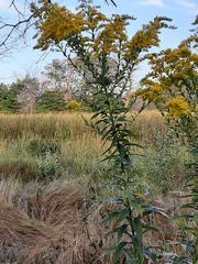 Solidago altissima