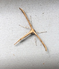 Emmelina monodactyla