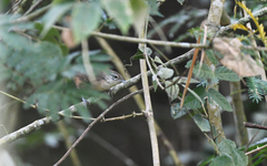 Cantorchilus leucotis