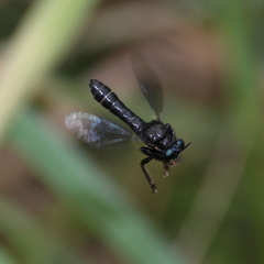Dioctria atricapilla