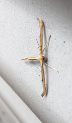 Emmelina monodactyla