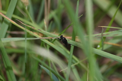 Dioctria atricapilla