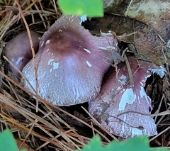 Inocybe lilacina
