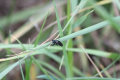 Dioctria atricapilla