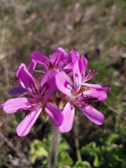 Pelargonium capitatum