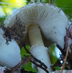 Inocybe lilacina