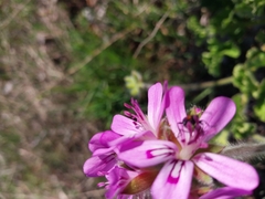 Pelargonium capitatum