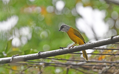 Eucometis penicillata