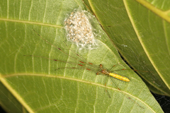 Tetragnatha hasselti