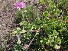 Pelargonium capitatum