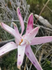 Knowltonia tenuifolia